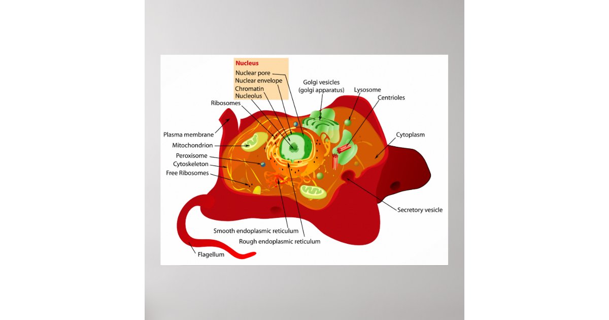 D Animal Cell Craft D Animal Cell Craft