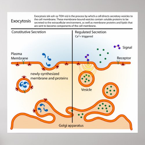 Diagram of the Cellular Process Exocytosis Poster