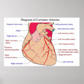 Diagram of the Individual Parts of the Human Heart Poster