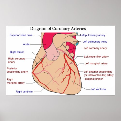 Diagram of the Coronary Arteries of a Human Heart Poster