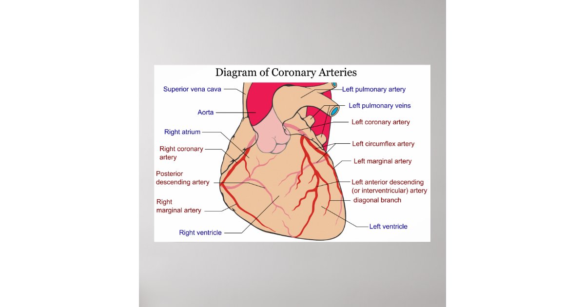 Diagram of the Coronary Arteries of a Human Heart Poster