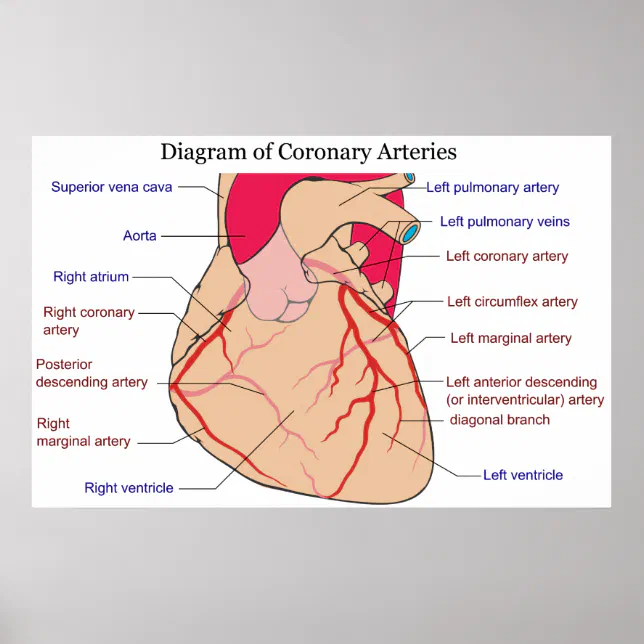 diagram-of-the-coronary-arteries-of-a-human-heart-poster-zazzle