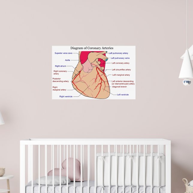 Diagram Of The Coronary Arteries Of A Human Heart Poster Zazzlecouk
