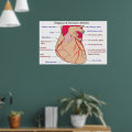 Diagram of the Coronary Arteries of a Human Heart Poster | Zazzle