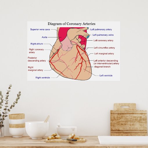 Diagram of the Coronary Arteries of a Human Heart Poster | Zazzle