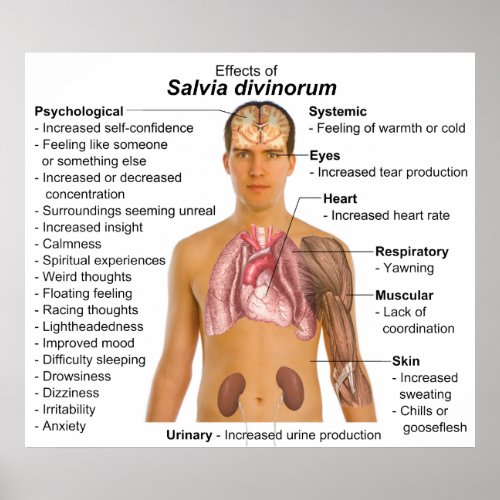 Diagram of the Effects of Salvia Divinorum Plant Poster