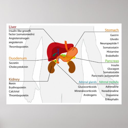 Diagram of the Endocrine Alimentary Gland System Poster