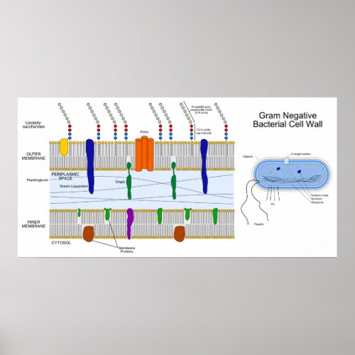 Diagram of the Gram Negative Bacteria Cell Wall Poster