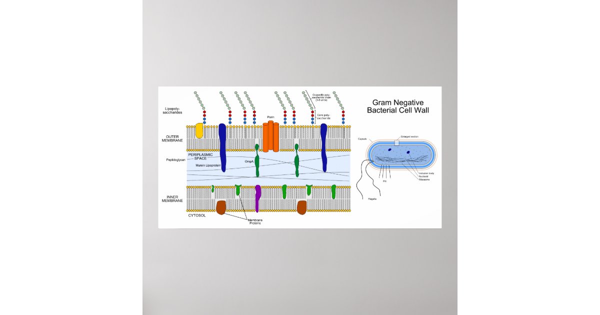Diagram of the Gram Negative Bacteria Cell Wall Poster | Zazzle