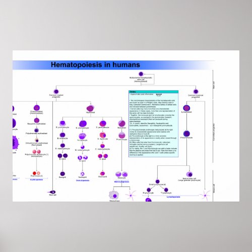 Diagram of the Haematopoiesis Stem Cells in Humans Poster