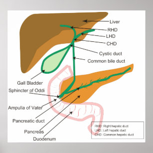Diagram of the Human Biliary System Bile Duct Poster