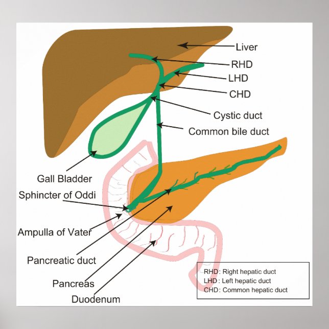 Diagram of the Human Biliary System Bile Duct Poster (Front)