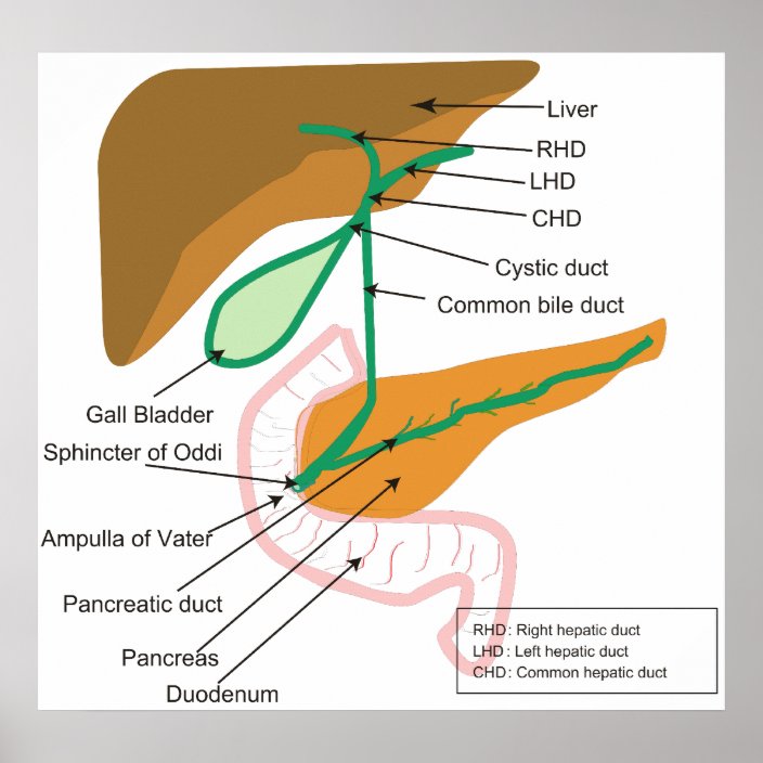 Diagram Of The Human Biliary System Bile Duct Poster 