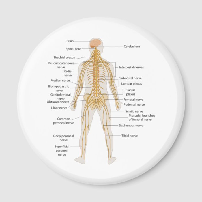 Diagram of the Human Body's Nervous System Fridge Magnets