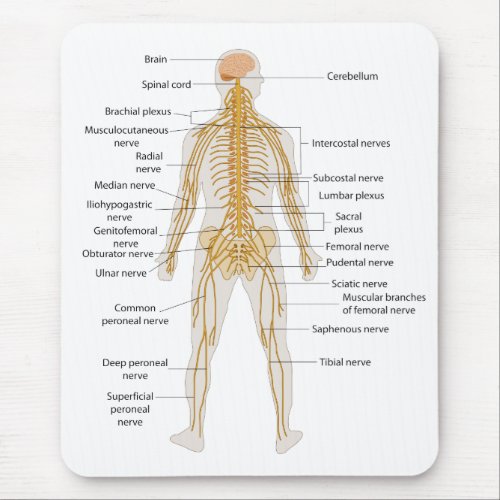 Diagram of the Human Bodys Nervous System Mouse Pad