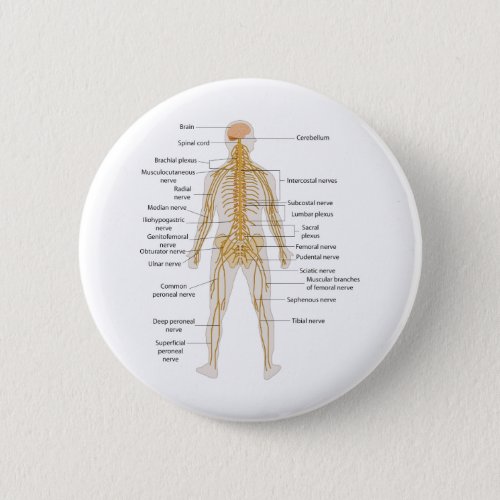 Diagram of the Human Bodys Nervous System Pinback Button