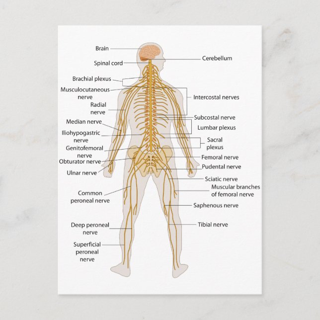 Diagram of the Human Body's Nervous System Postcard (Front)