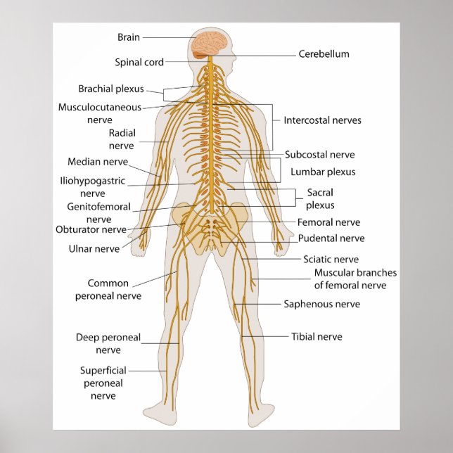 Diagram of the Human Body's Nervous System Poster (Front)
