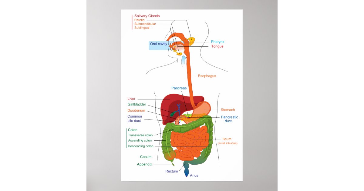 diagram buttons iphone Diagram the Digestive Human Zazzle.com System of Poster diagram buttons iphone Diagram the Digestive Human Zazzle.com System of Poster