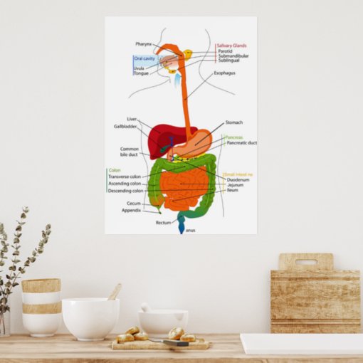 Diagram Of The Human Gastrointestinal Tract Poster 