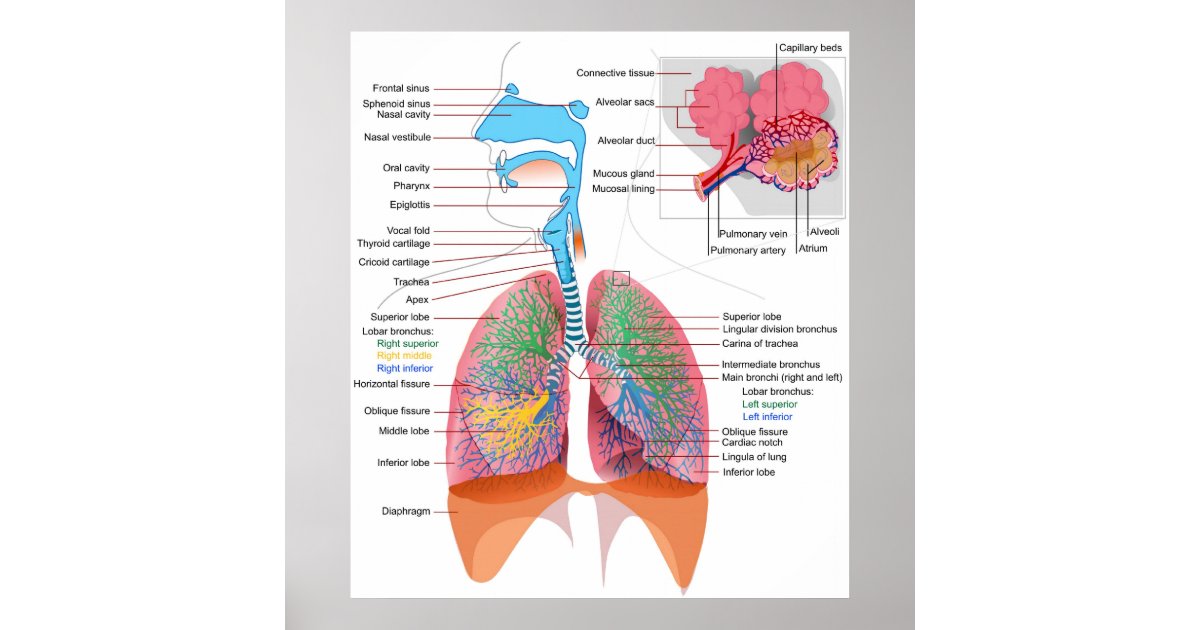 human respiratory system diagram