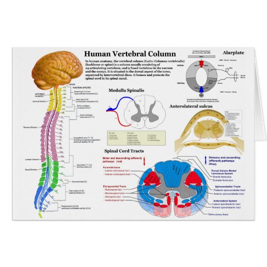 Diagram of the Human Vertebral Column (Front Horizontal)