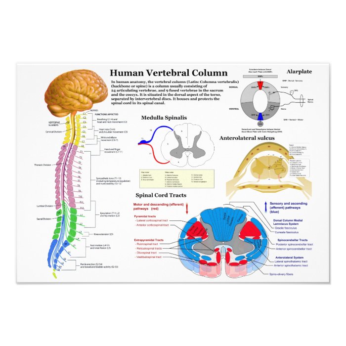 Human Brain and Central Nervous System Diagram Art Photo