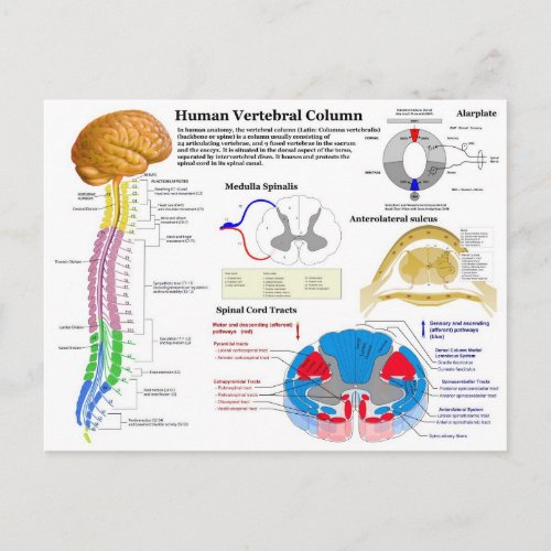 Diagram of the Human Vertebral Column Postcard