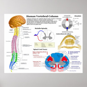 Diagram of the Human Vertebral Column Poster