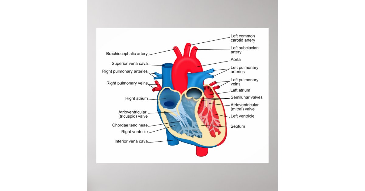 Diagram of the Individual Parts of the Human Heart Poster | Zazzle.com