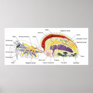 Diagram of the Internal Anatomy of a Female Spider Poster