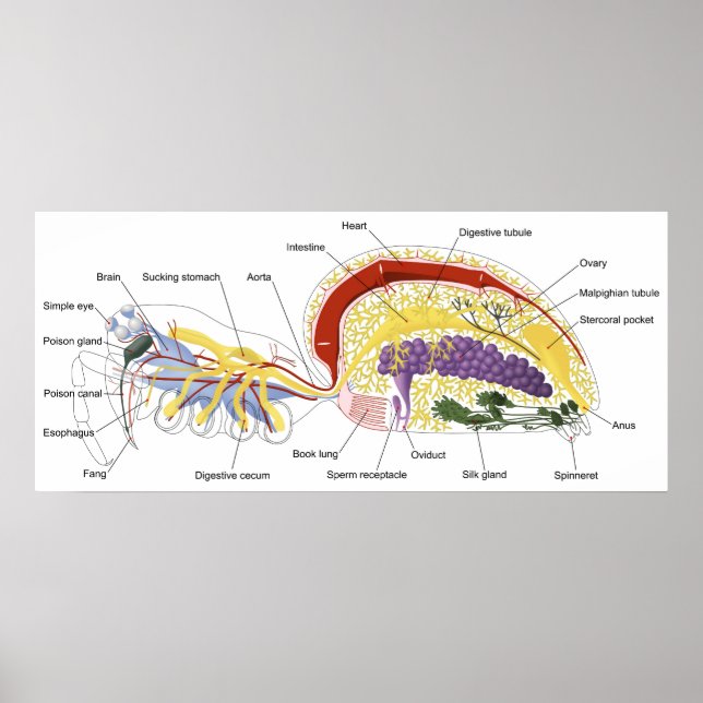 Diagram of the Internal Anatomy of a Female Spider Poster (Front)