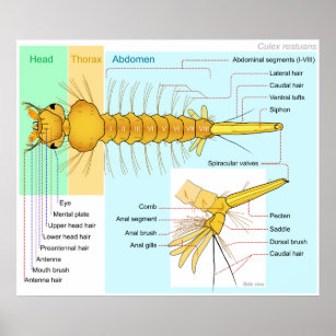 Mosquito Anatomy Gifts on Zazzle