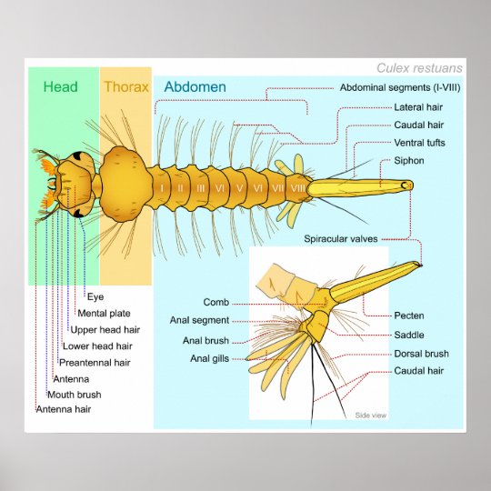 Diagram of the Larva of a Mosquito Culex Restuans Poster | Zazzle.com