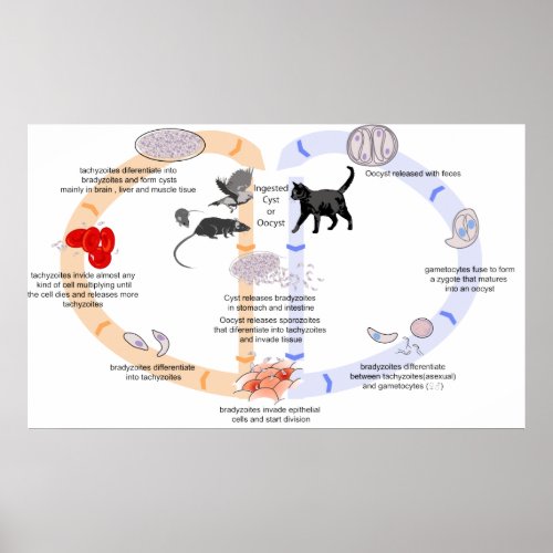 Diagram of the Life Cycle of Toxoplasma Gondii Poster