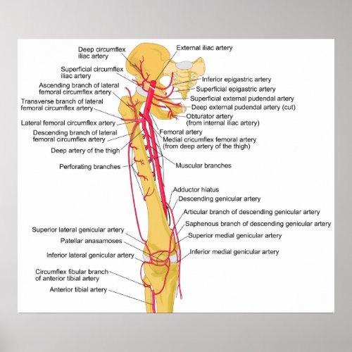 Diagram of the Main Arteries in the Human Thigh Poster