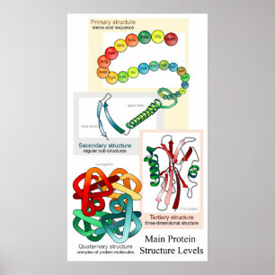 Diagram of the Main Protein Structure Levels Poster