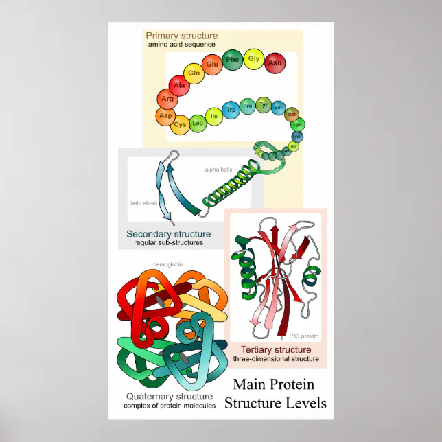 Diagram of the Main Protein Structure Levels Poster | Zazzle