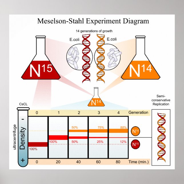Diagram of the Meselson Stahl Experiment DNA Poster (Front)