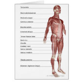 Diagram of the muscular system (Front)