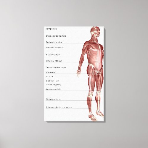 Diagram of the muscular system canvas print