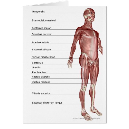 Diagram of the muscular system cards (Front)