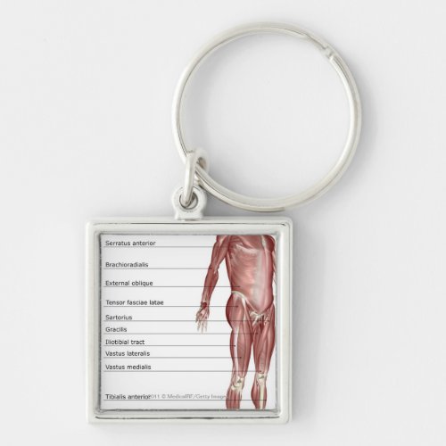 Diagram of the muscular system keychain