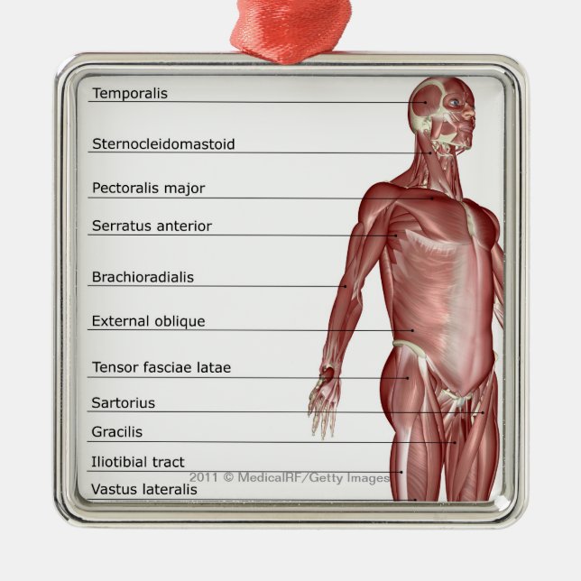 Diagram of the muscular system metal ornament (Front)