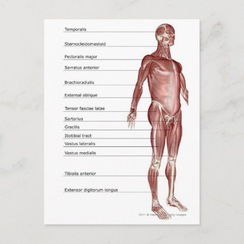 Diagram of the muscular system postcard