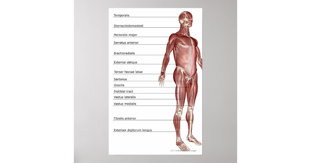 Diagram of the muscular poster | Zazzle