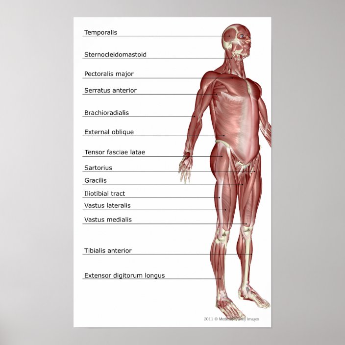 Muscular System Diagram Labeled