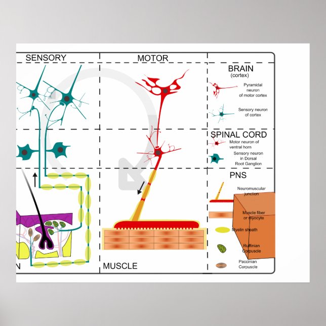 Diagram of the Organization of the Nervous System Poster (Front)