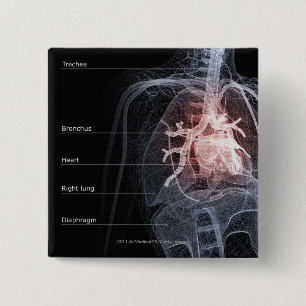 Diagram of the respiratory system and the heart button