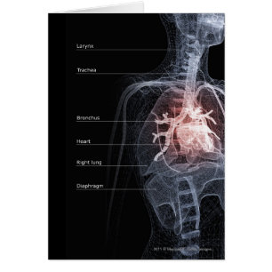 Diagram of the respiratory system and the heart cards